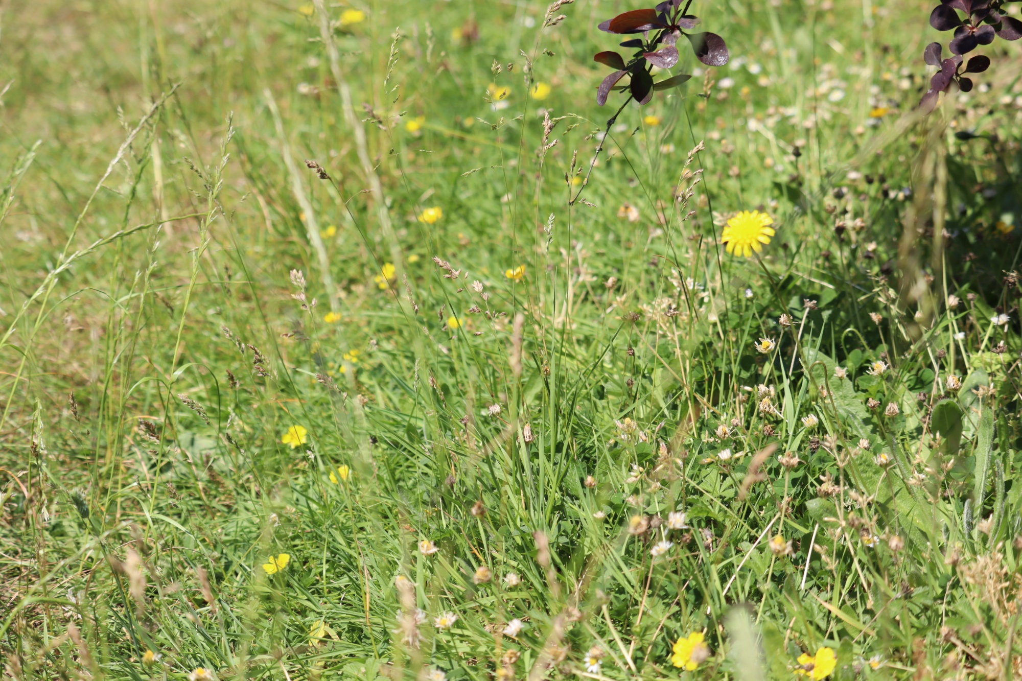 Wildflowers