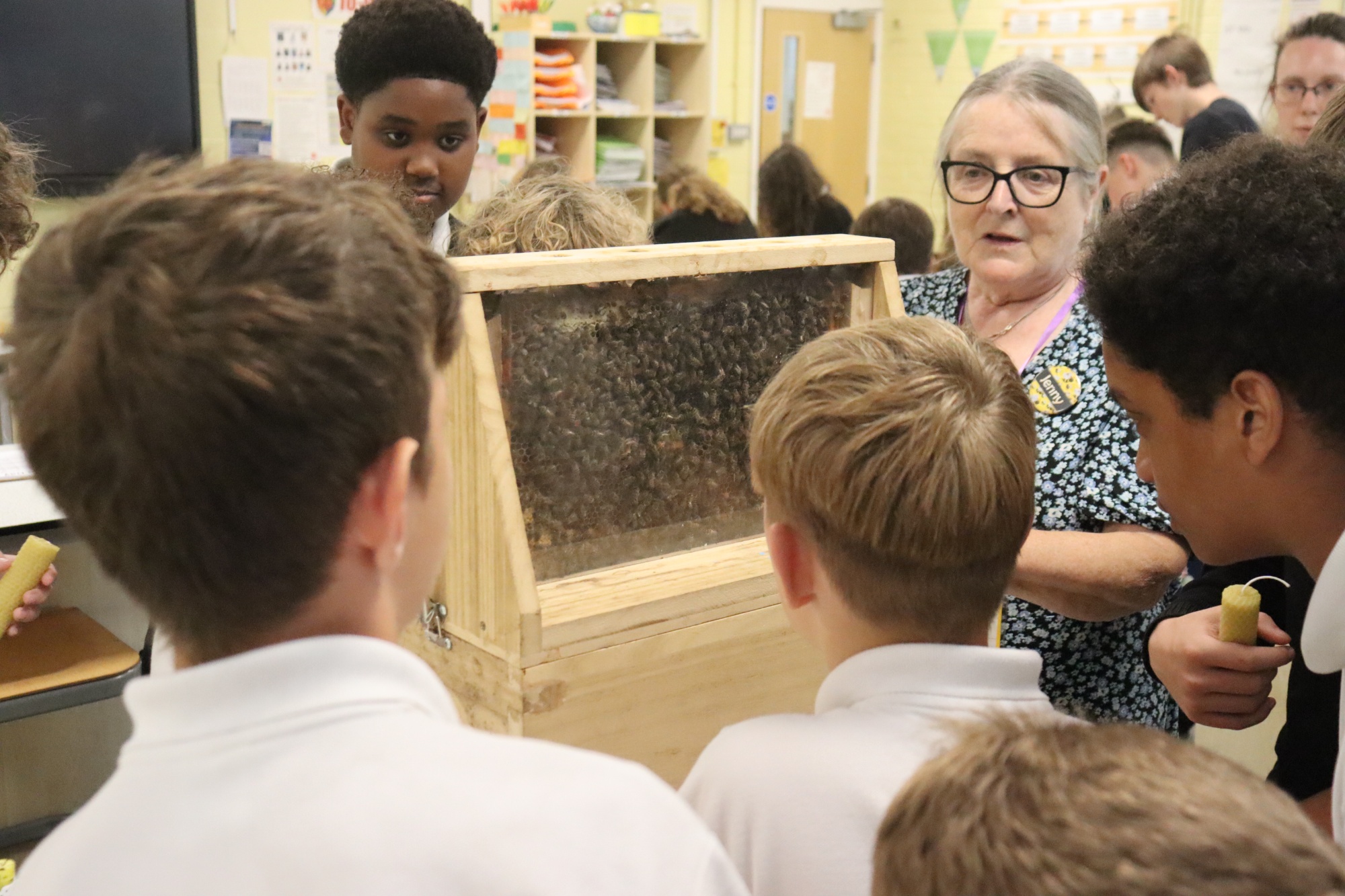 Year 7 trying to find the Queen in Jenny's observation hive
