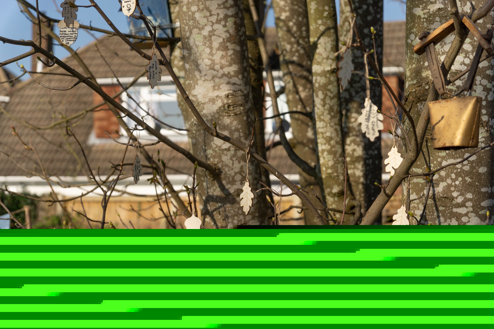 Nature pledges hung in the tree