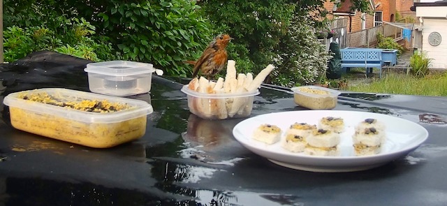A robin enjoys Amelia's gourmet meal
