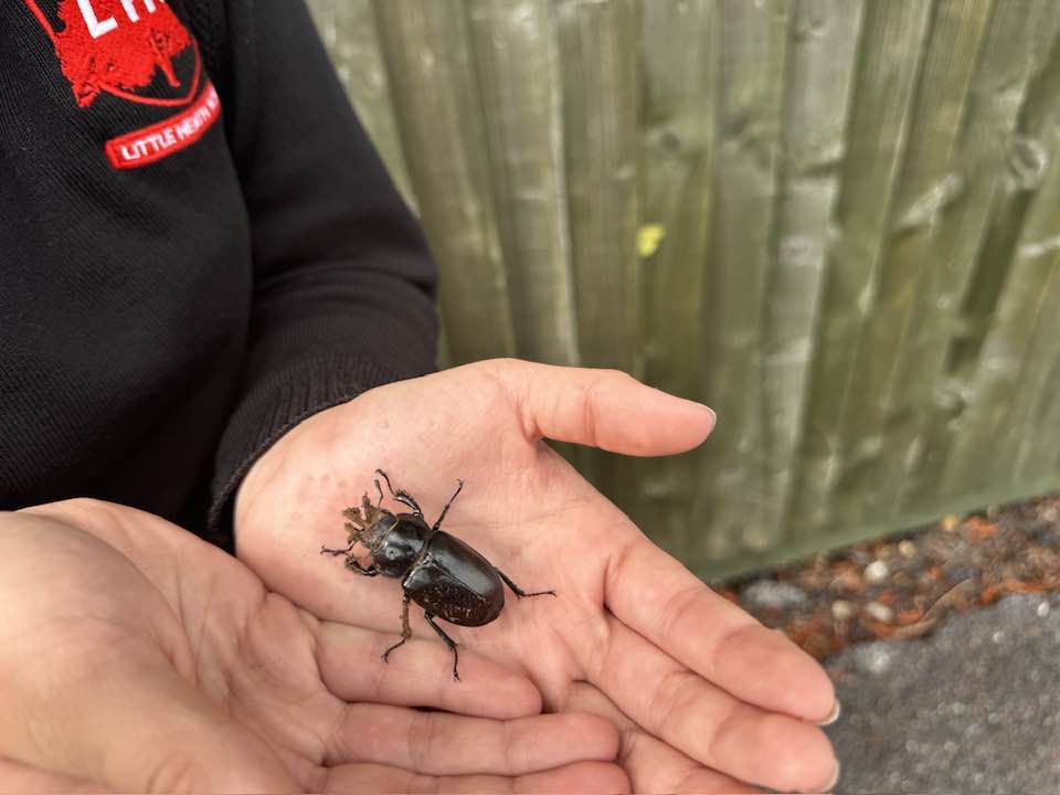 Amelia holds a female stag beetle